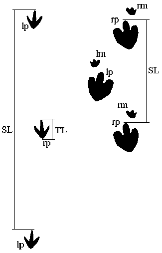 Diagram showing how stride length is measured
