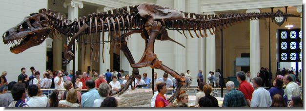 Tyrannosaurus rex - 'Sue', Field Museum, Chicago
