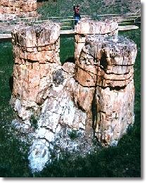 Petrified tress at Florissant Fossil Beds National Monument, Colorado
