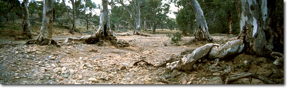 Dry stream bed, Australian Outback