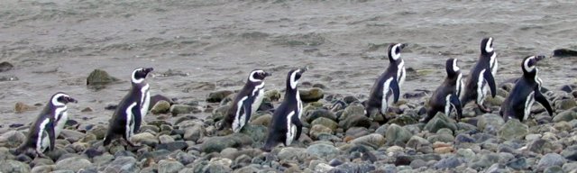 Magellanic penguins