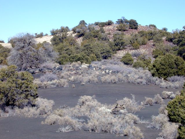 Distally located rafted mounds